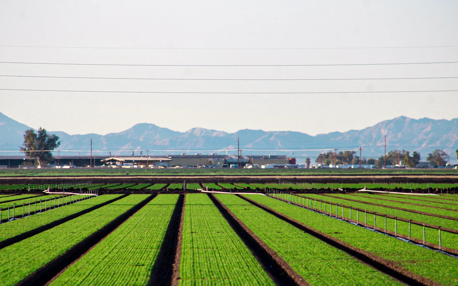 Winter agricultural fields with growing crops in the San Joaquin Valley, California